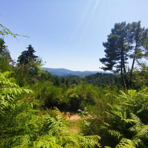 Forêt de fougères en Ardèche - Les Jardins de Maitreya, sanctuaire naturel