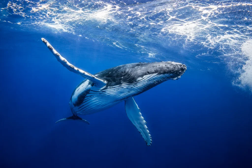 Voyage au Costa Rica - baleine à bosse dans l'océan